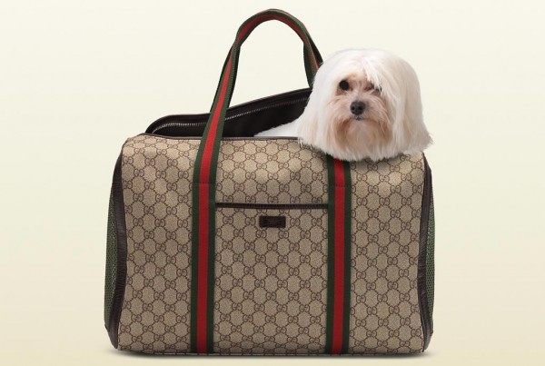Gucci dog bag
