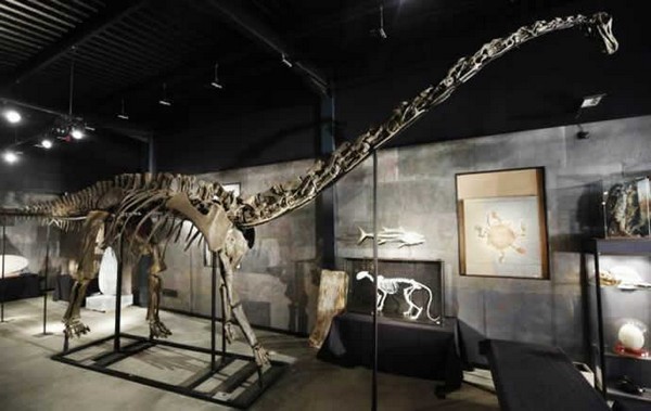 Diplodocus Skeleton