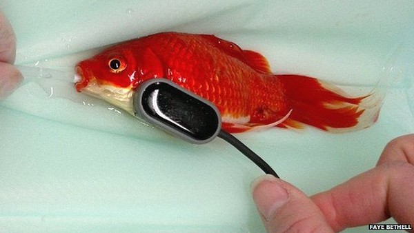 goldfish operated
