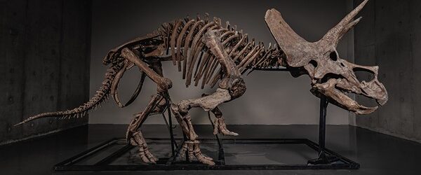 Главный экспонат «Центра динозавров в Вайоминге» теперь может стать вашим. Скелет трицератопса, который практически 30 лет стоял в центральном зале, выставлен на продажу на аукцион, через портал Joopiter. За окаменелость [&hellip;]