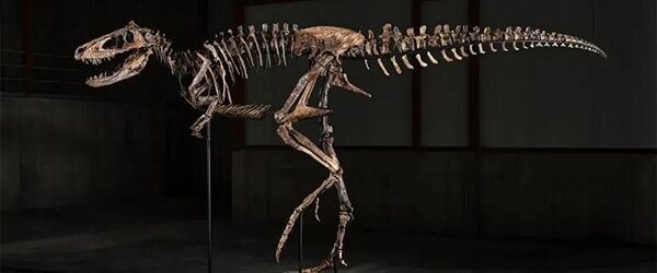 На рынке палеонтологических редкостей снова состоялась очень крупная сделка. Скелет нанотираннуса по имени «Джоди», возрастом в 67 миллионов лет, был продан в Нью-Йорке на аукционе Sotheby’s за 47,3 миллиона долларов. [&hellip;]